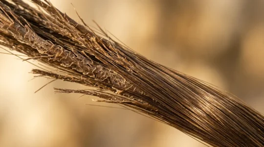 Detalle macro de hebras de cabello mostrando texturas dañadas y saludables bajo luz dorada